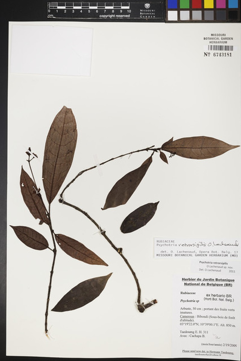Psychotria retrorsipilis