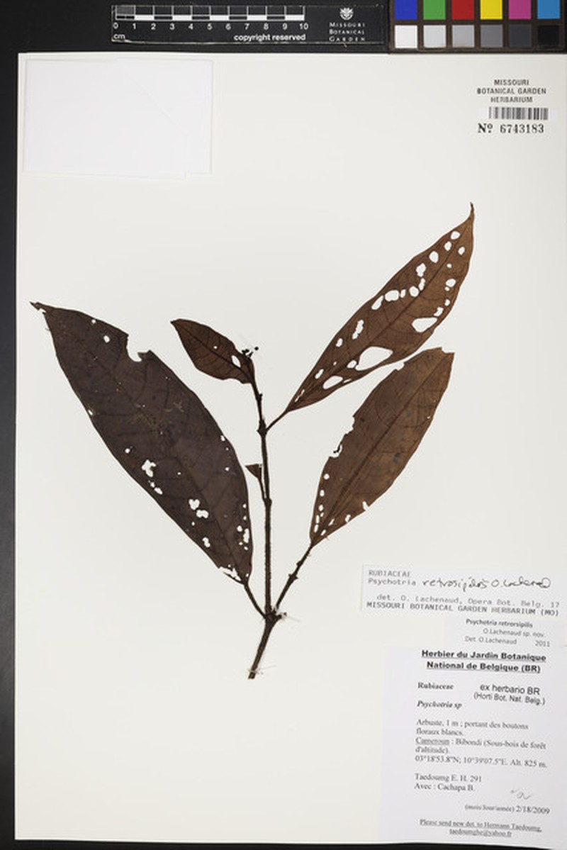 Psychotria retrorsipilis photo 2