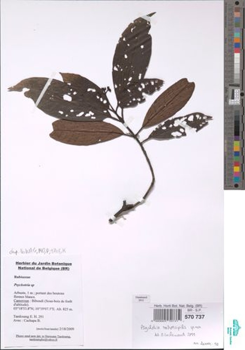 Psychotria retrorsipilis photo 3