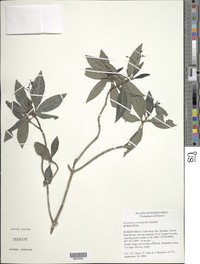 Curl-Leaf Wild Coffee