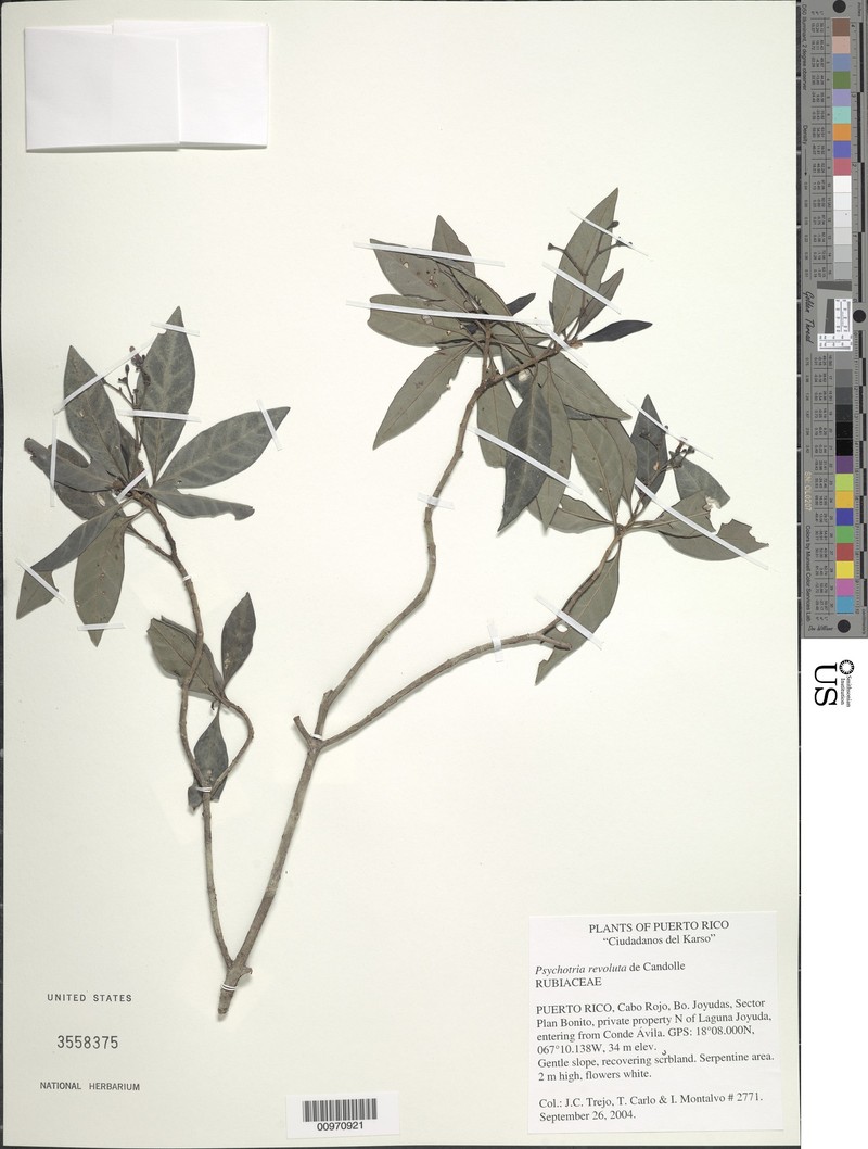 Curl-Leaf Wild Coffee