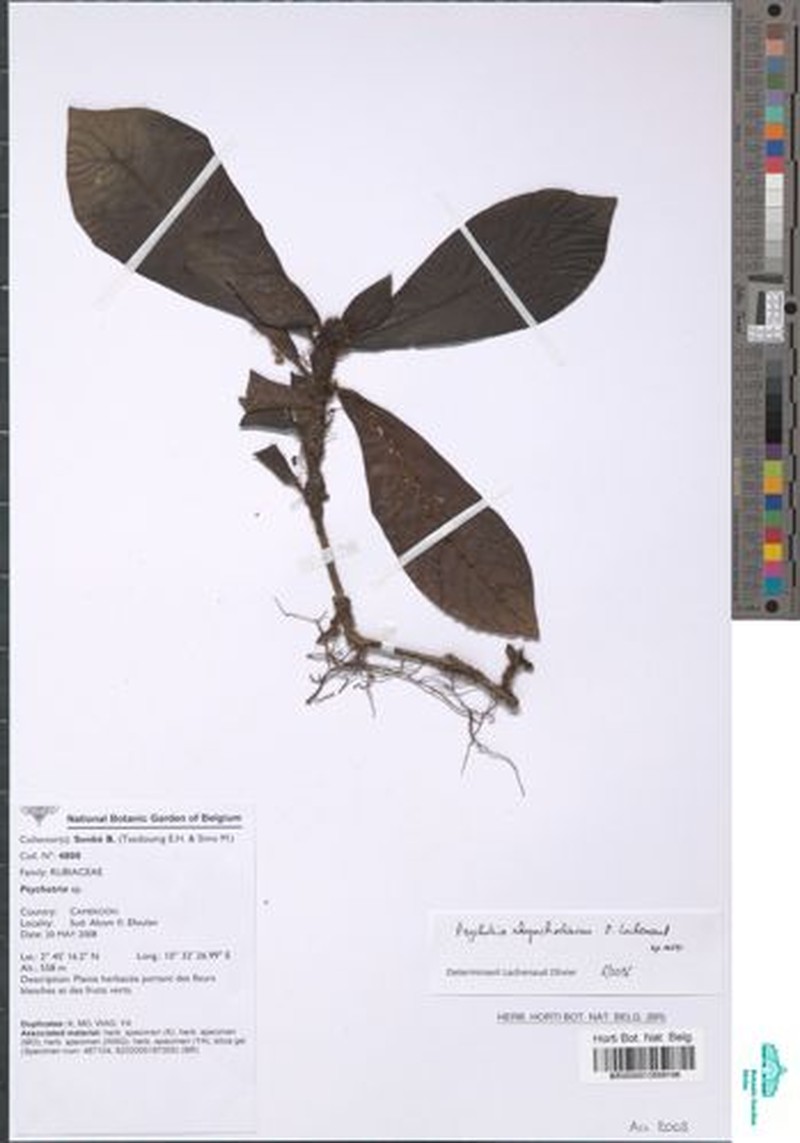 Psychotria rhynchodiscus