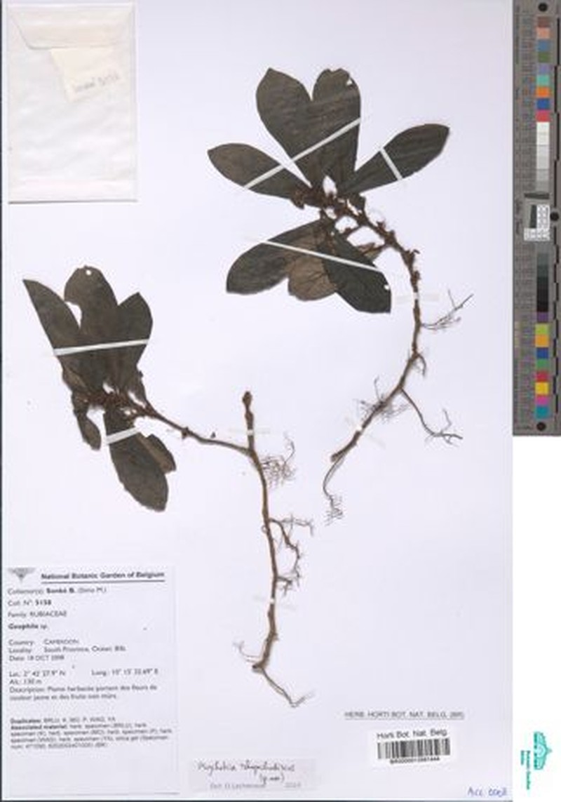Psychotria rhynchodiscus photo 2