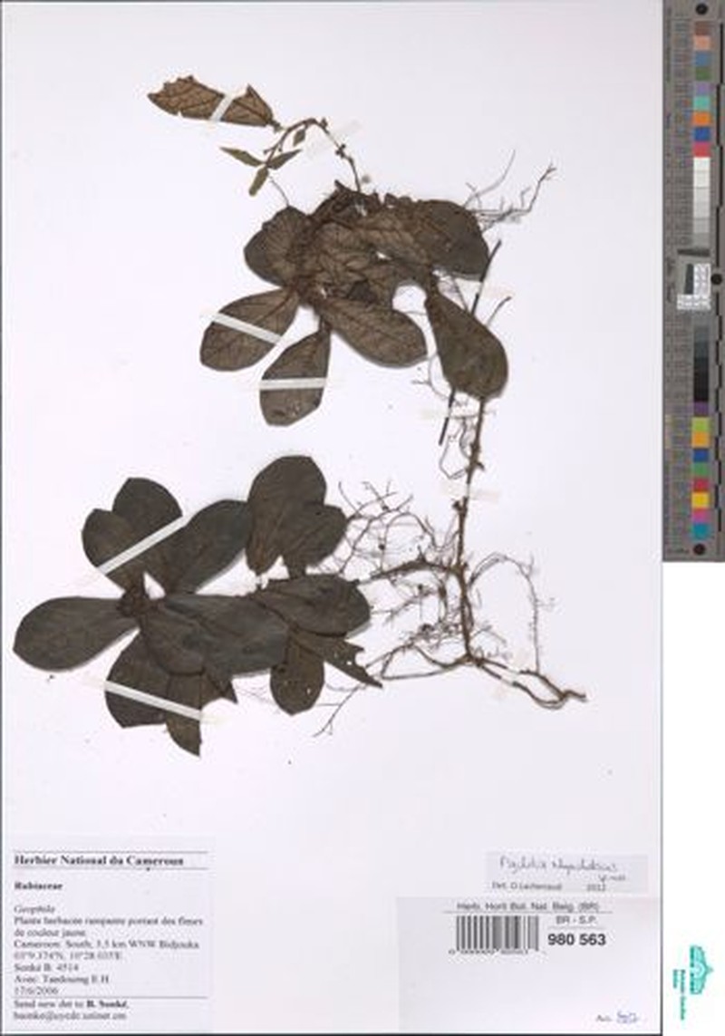 Psychotria rhynchodiscus photo 3
