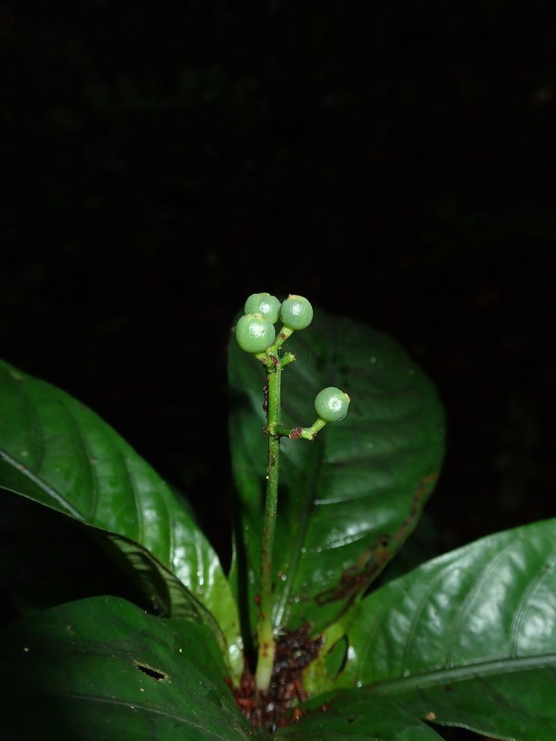 Psychotria rosulata