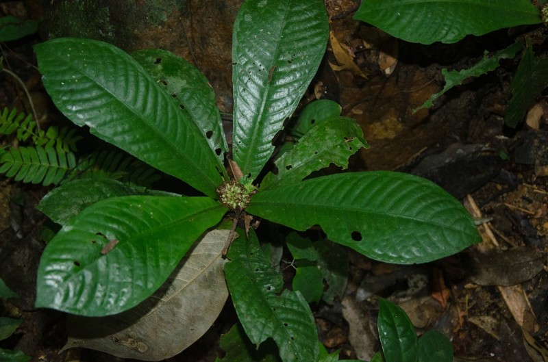 Psychotria rubescens