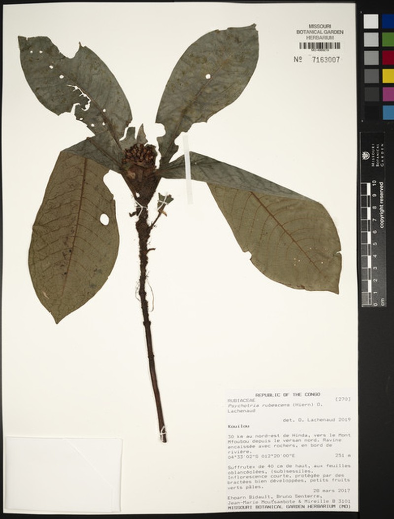 Psychotria rubescens photo 2
