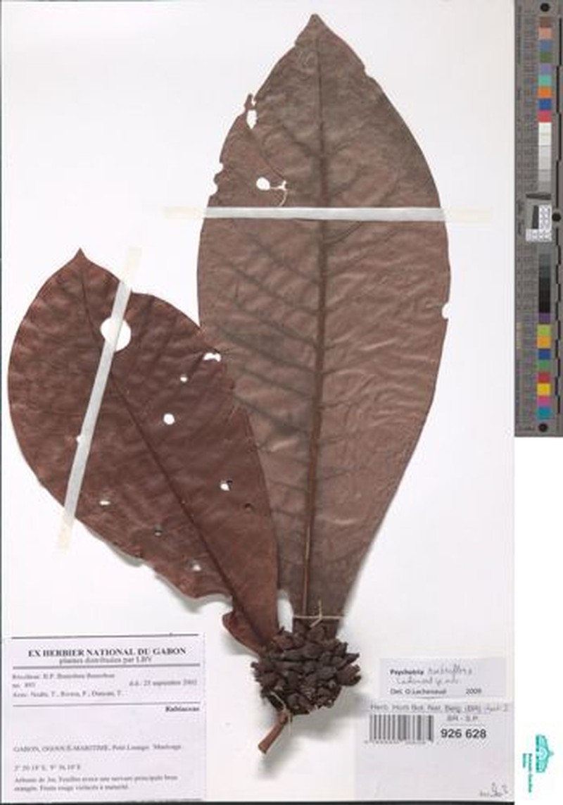 Psychotria rubriflora photo 3