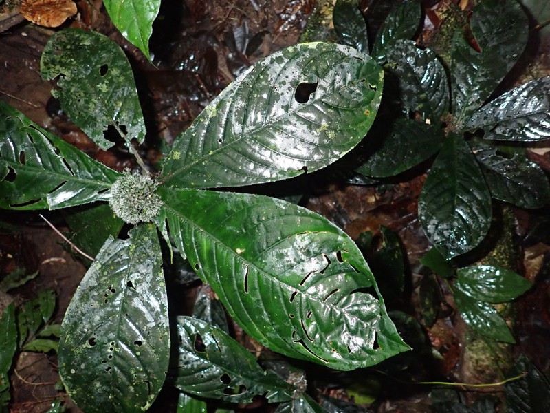 Psychotria saccata