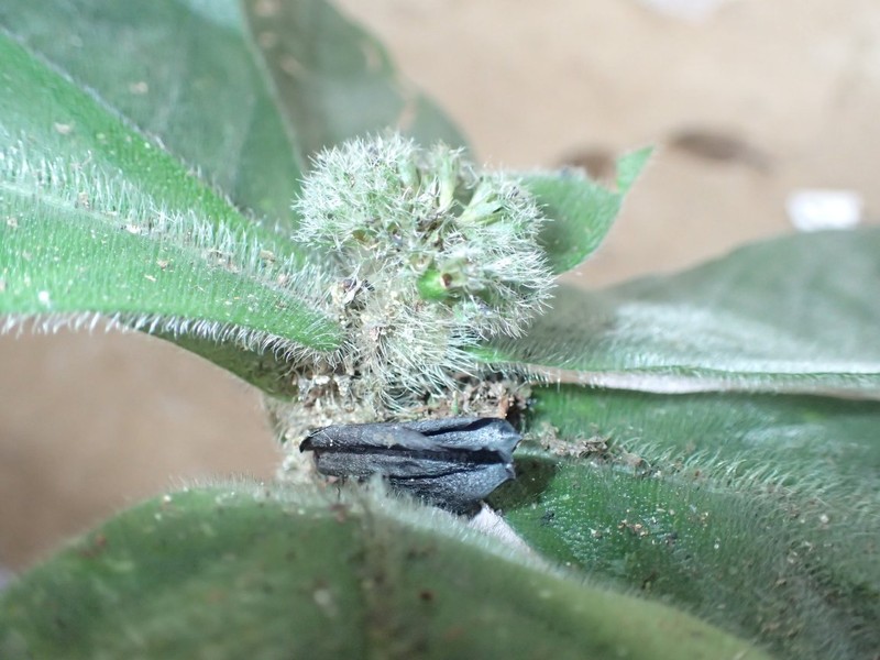 Psychotria saccata photo 2