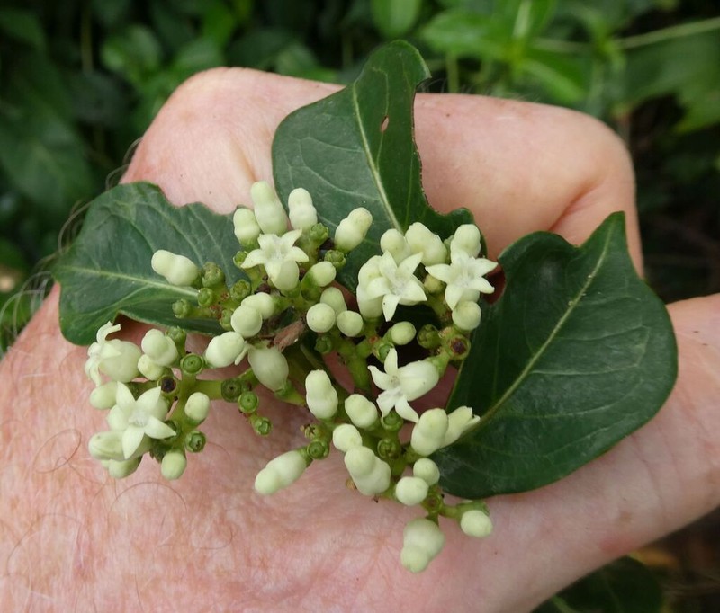 Psychotria samoritourei