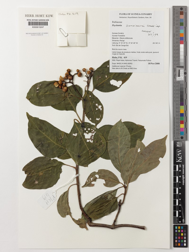 Psychotria samoritourei photo 2