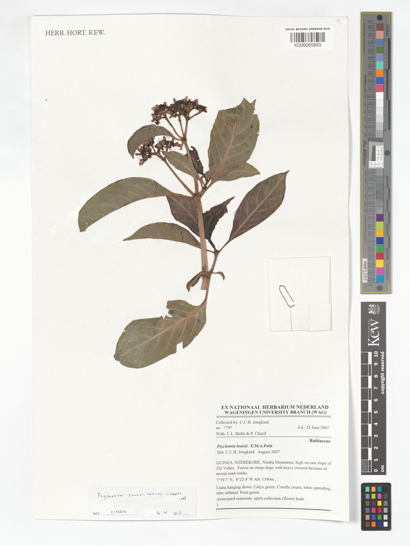 Psychotria samoritourei photo 3