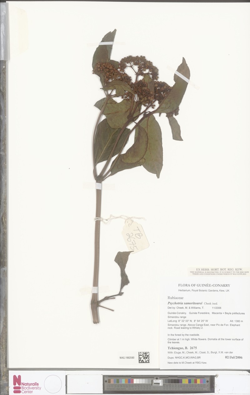 Psychotria samoritourei photo 4