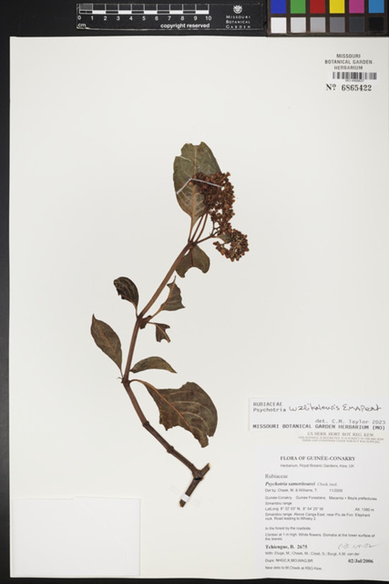 Psychotria samoritourei photo 5