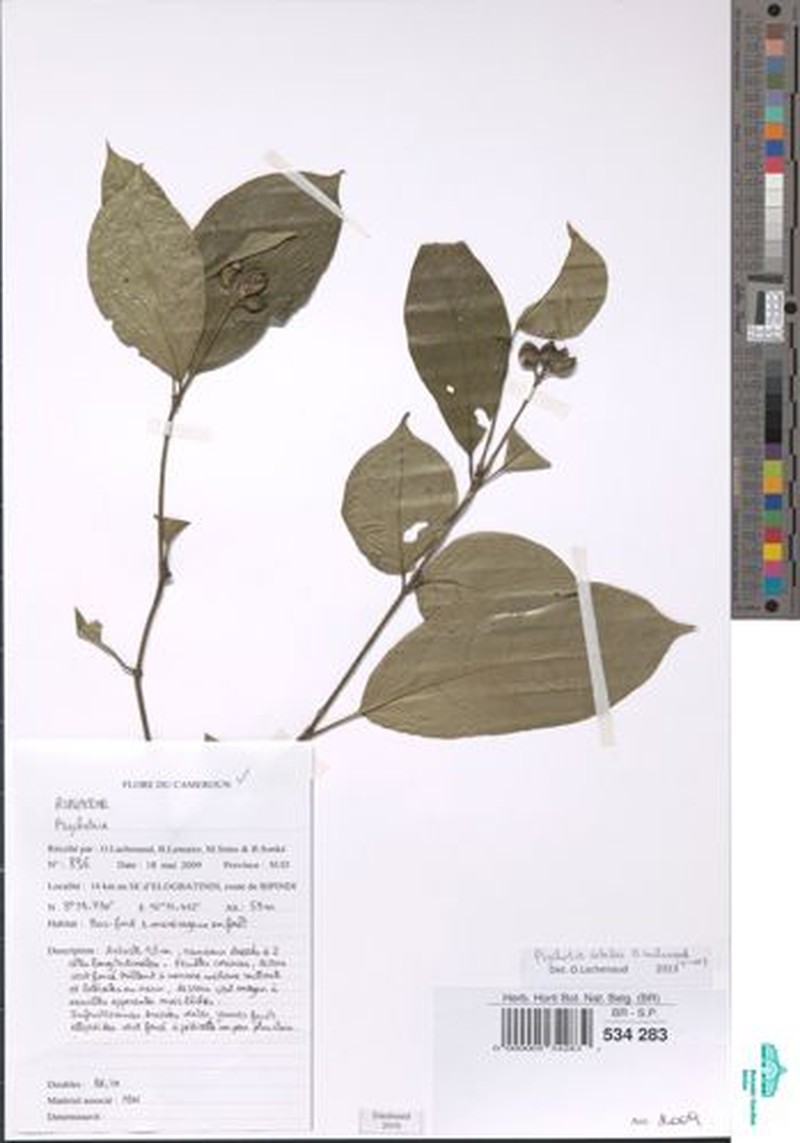 Psychotria satabiei