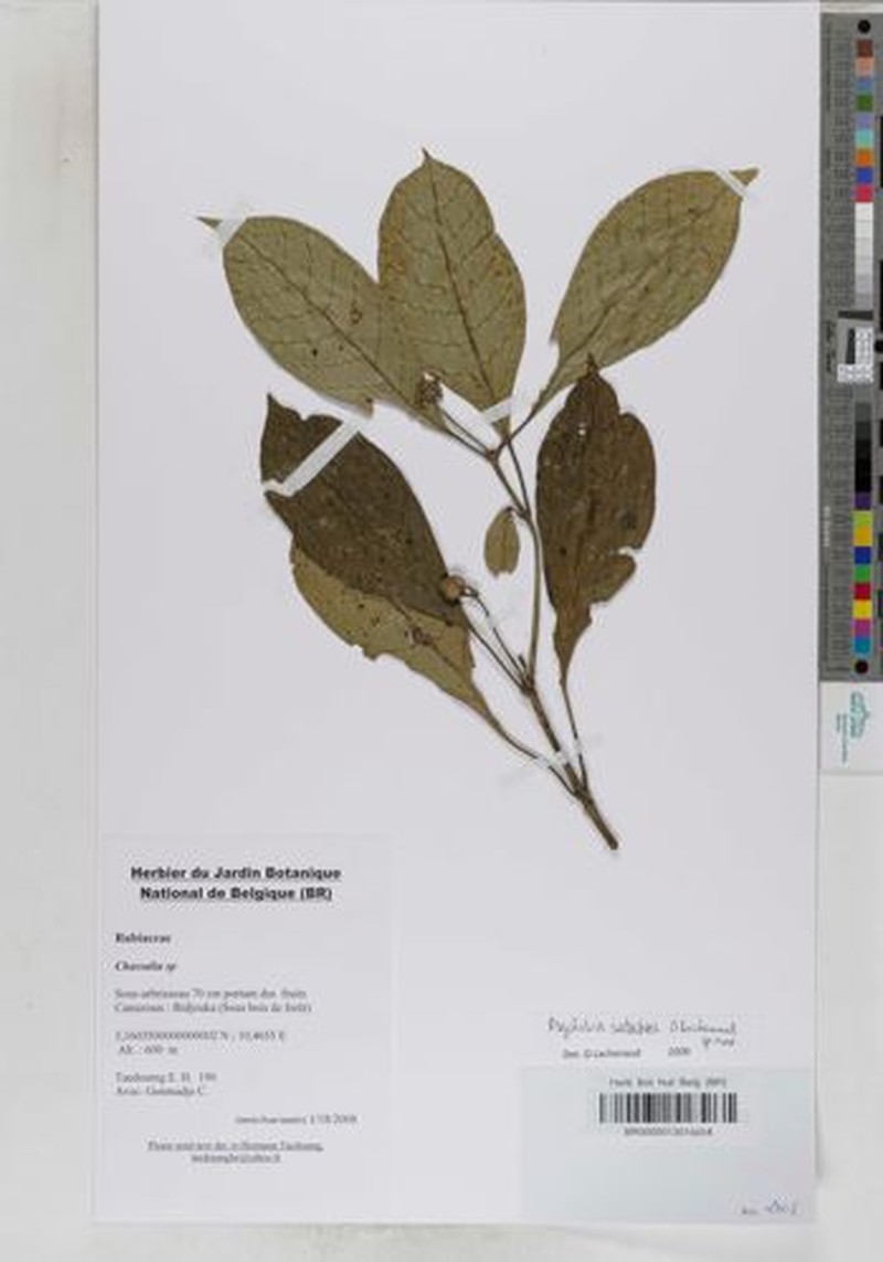 Psychotria satabiei photo 2