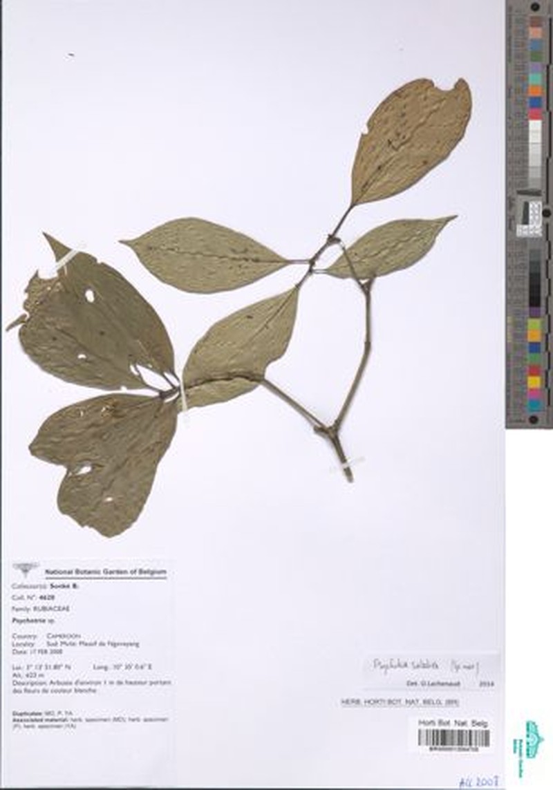 Psychotria satabiei photo 3