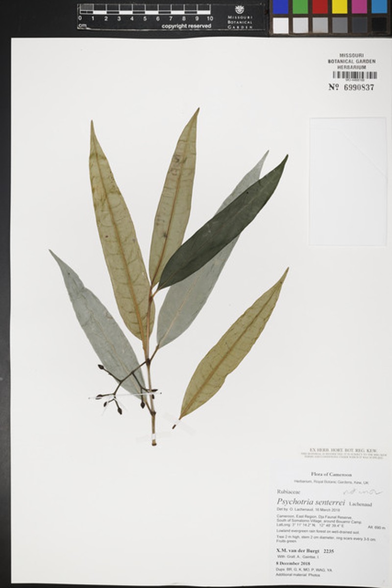 Psychotria senterrei
