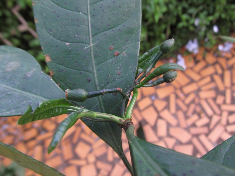 Psychotria senterrei photo 2