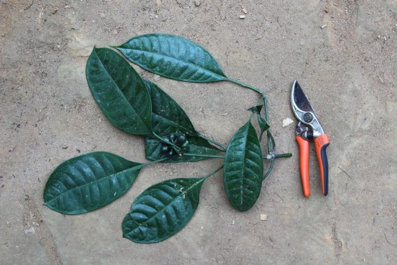 Psychotria sitae subsp. holochlora