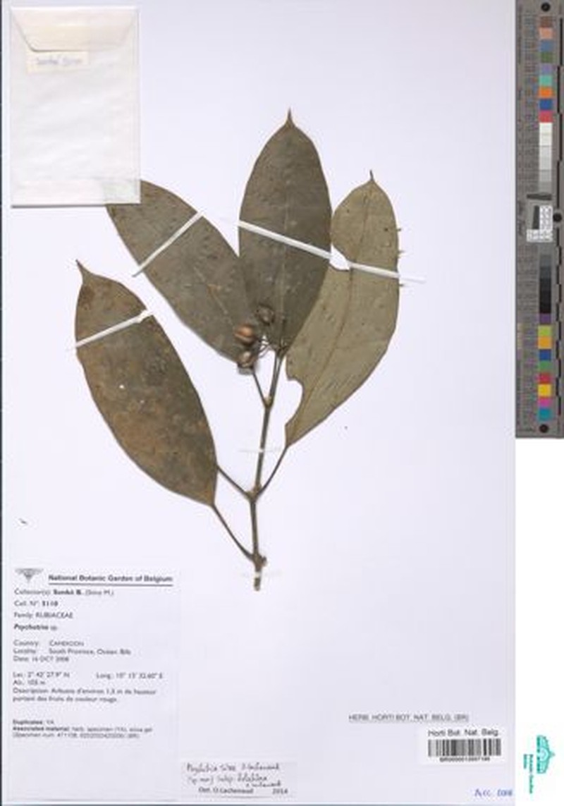 Psychotria sitae subsp. holochlora photo 2