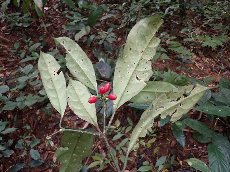 Psychotria sitae subsp. sitae