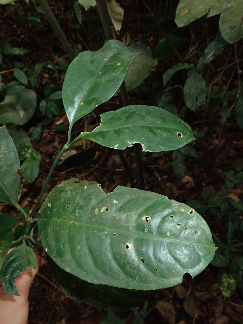 Psychotria sitae subsp. sitae photo 2