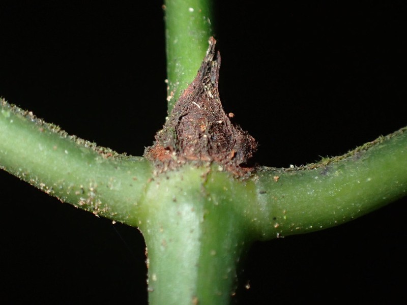Psychotria solfiana subsp. fleuryana