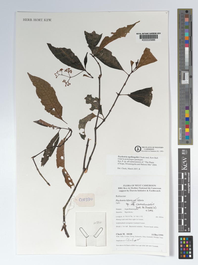 Psychotria solfiana subsp. ngollengollei