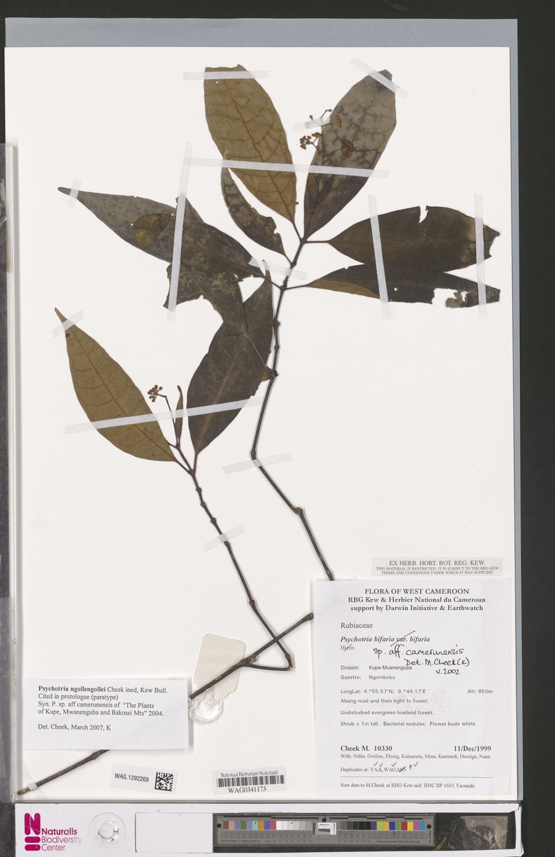 Psychotria solfiana subsp. ngollengollei photo 2
