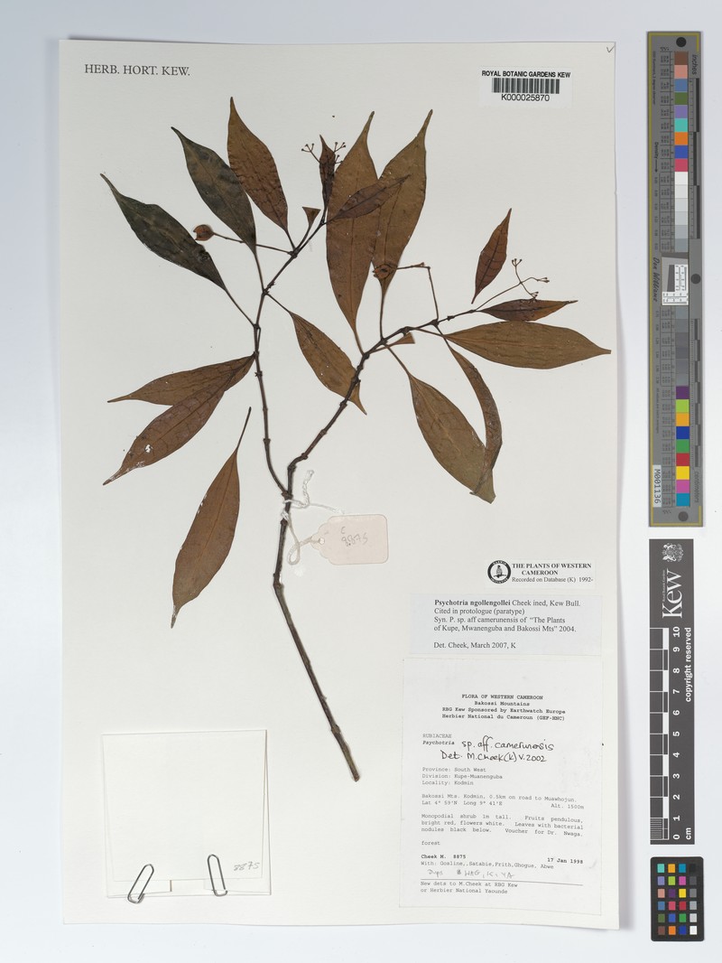 Psychotria solfiana subsp. ngollengollei photo 3