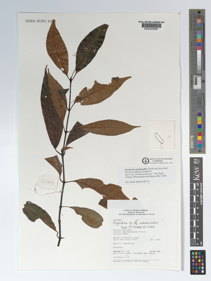 Psychotria solfiana subsp. ngollengollei photo 4