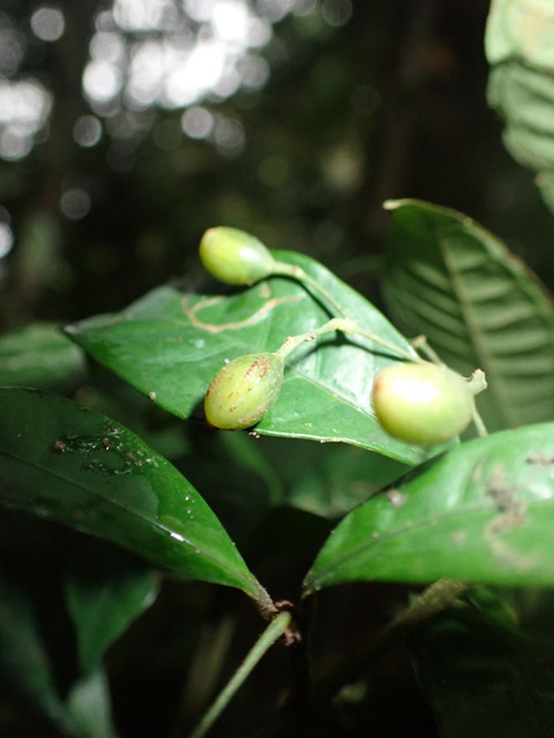 Psychotria solfiana subsp. solfiana