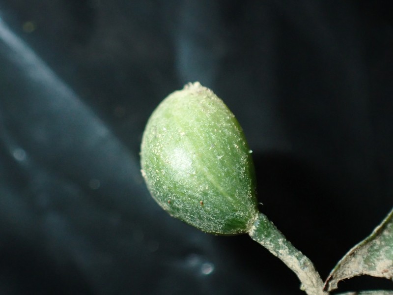 Psychotria solfiana subsp. solfiana photo 2