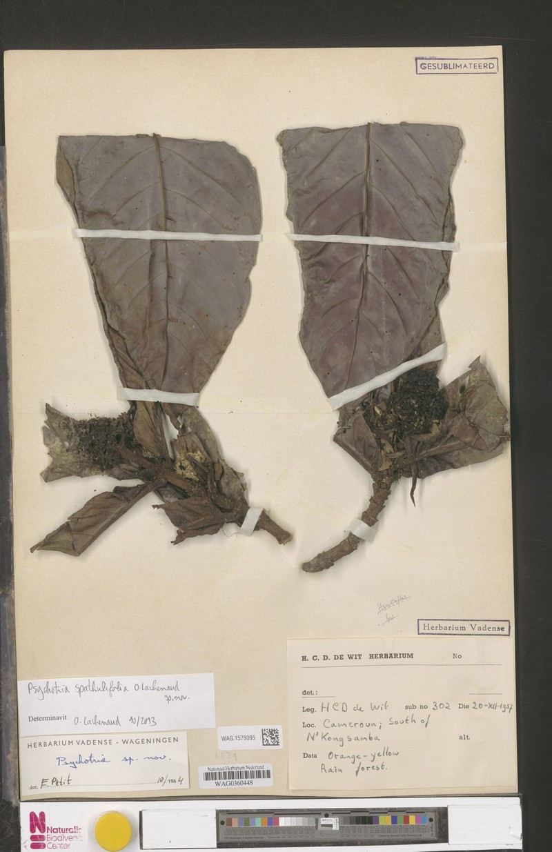 Psychotria spathulifolia