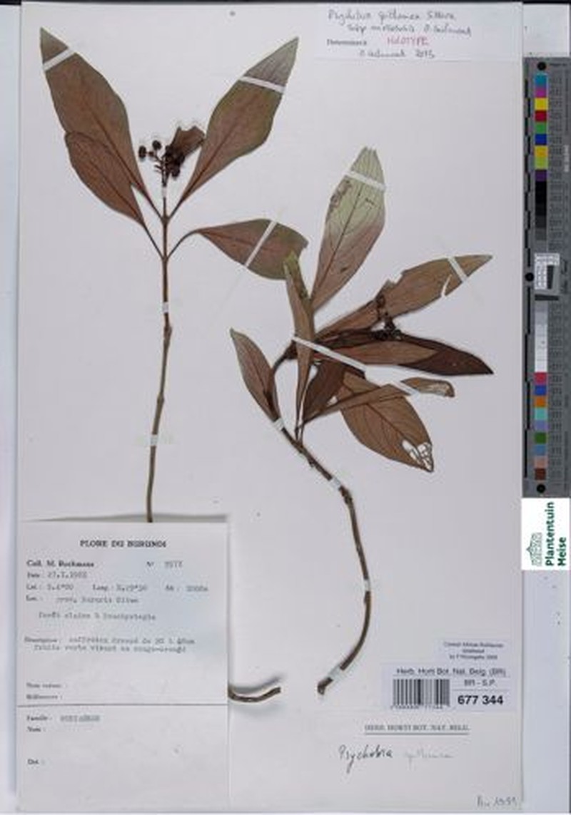 Psychotria spithamea subsp. mossoensis
