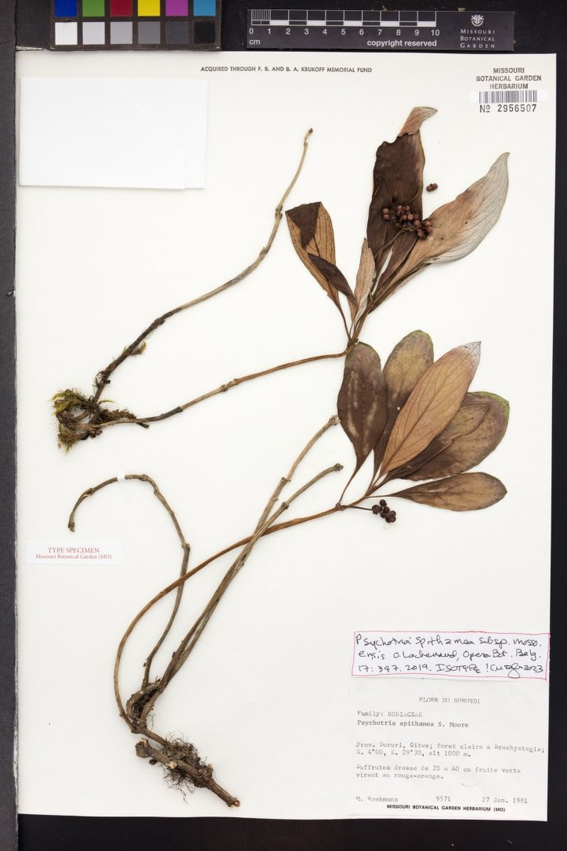 Psychotria spithamea subsp. mossoensis photo 2