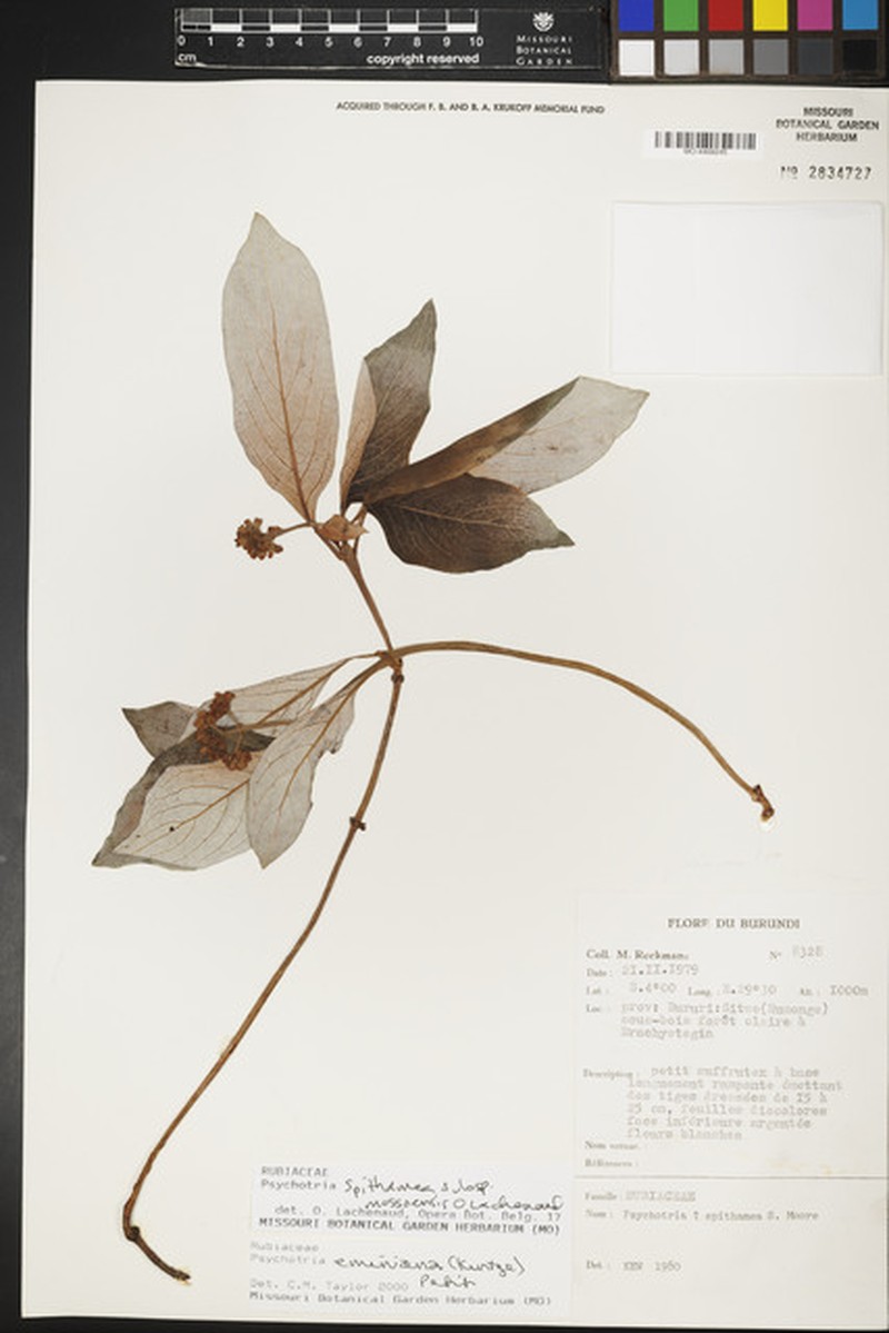 Psychotria spithamea subsp. mossoensis photo 3