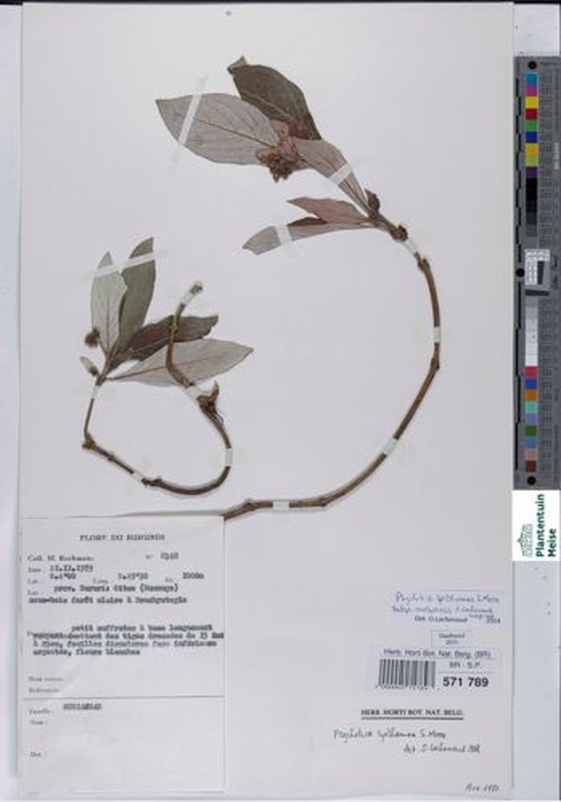 Psychotria spithamea subsp. mossoensis photo 4
