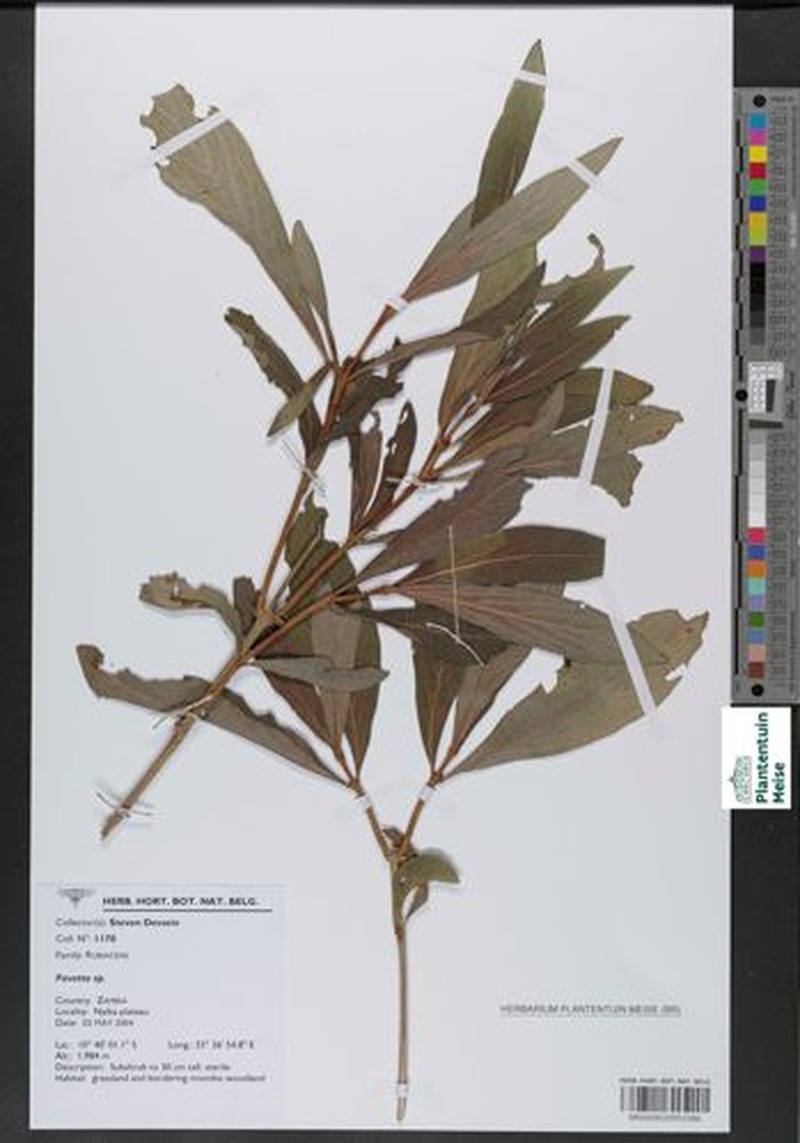Psychotria spithamea subsp. spithamea