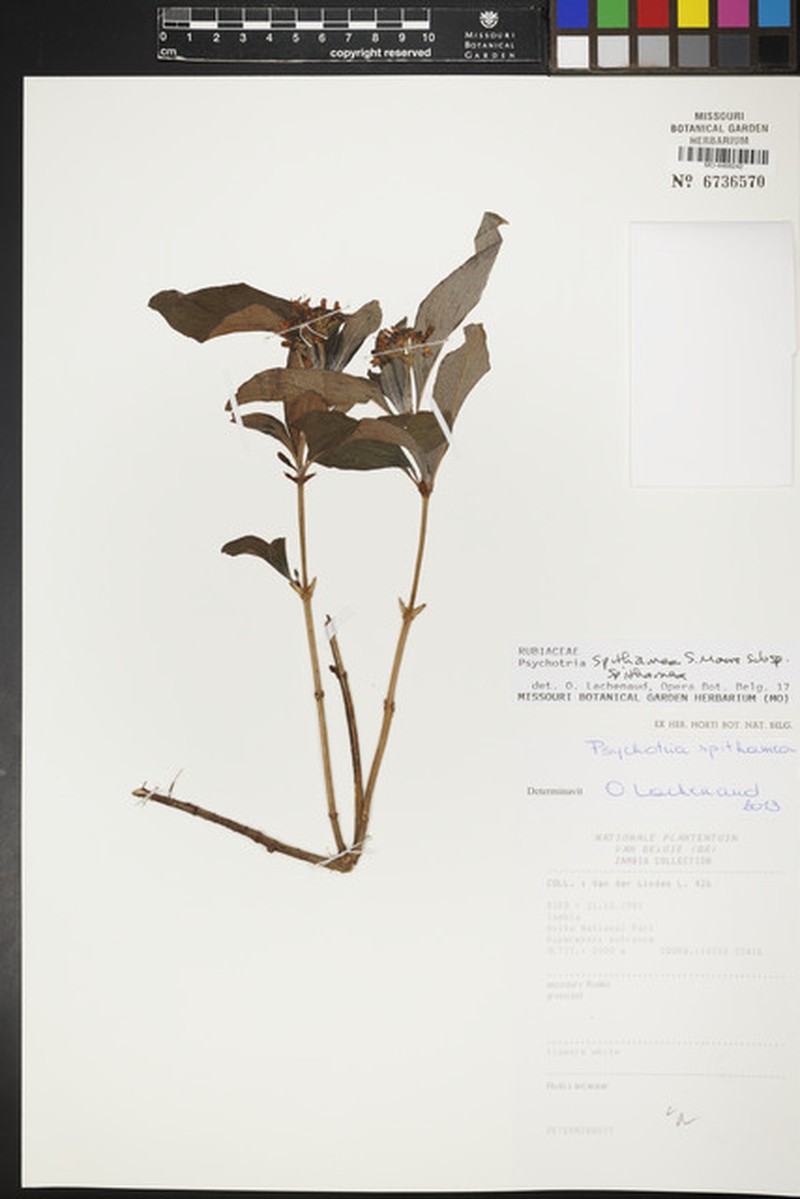 Psychotria spithamea subsp. spithamea photo 2