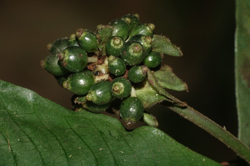 Psychotria stenostegia
