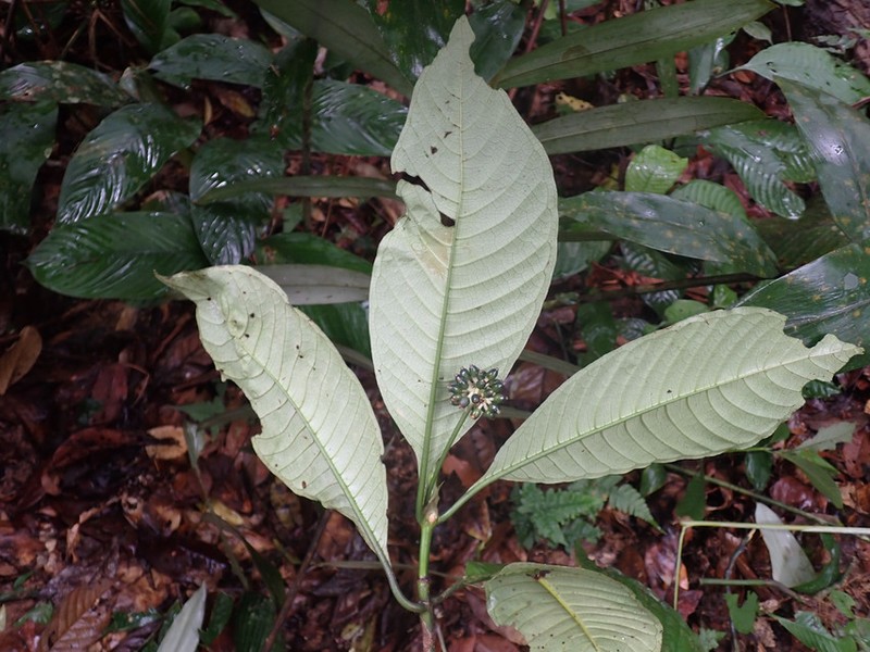Psychotria stenostegia photo 2