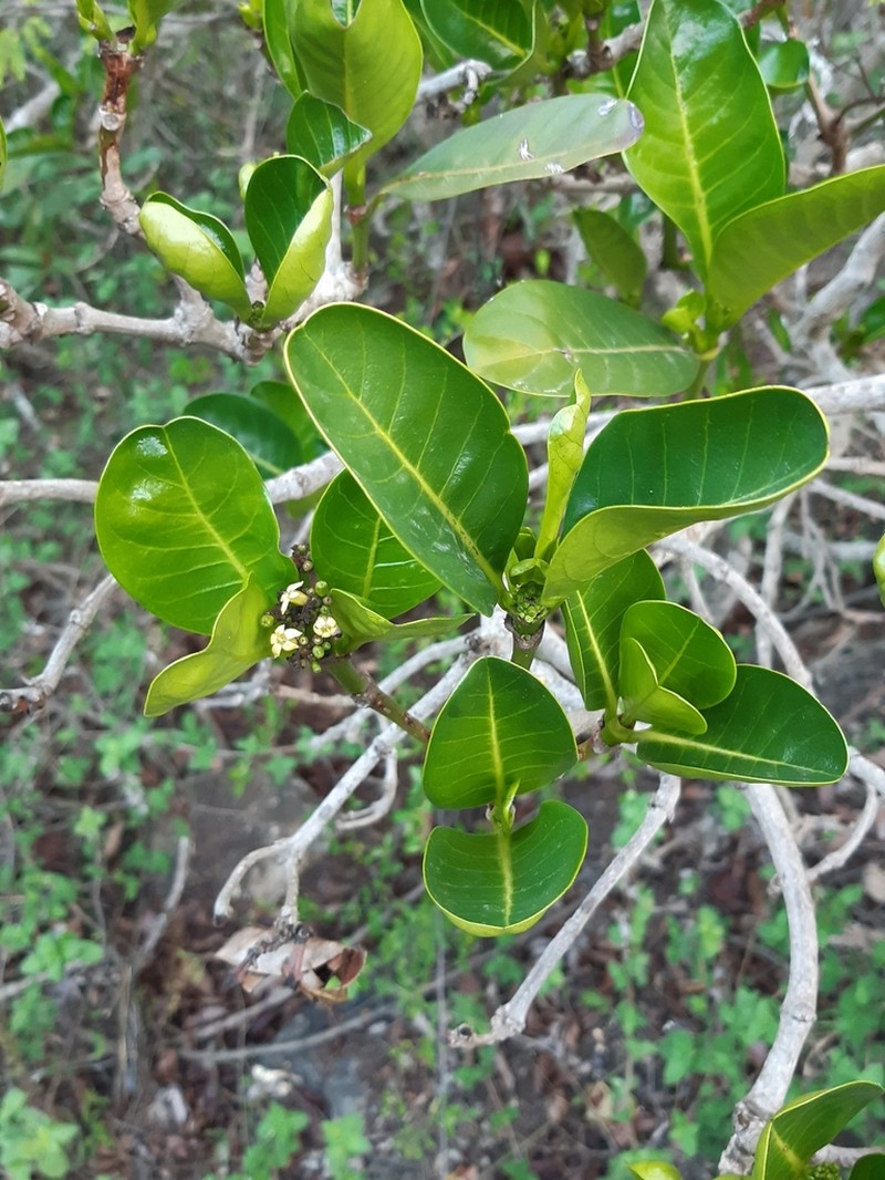 Psychotria suber