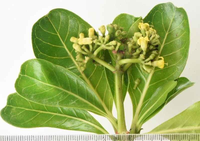 Psychotria suber photo 2
