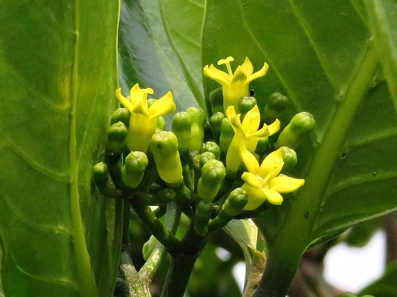 Psychotria suber photo 3