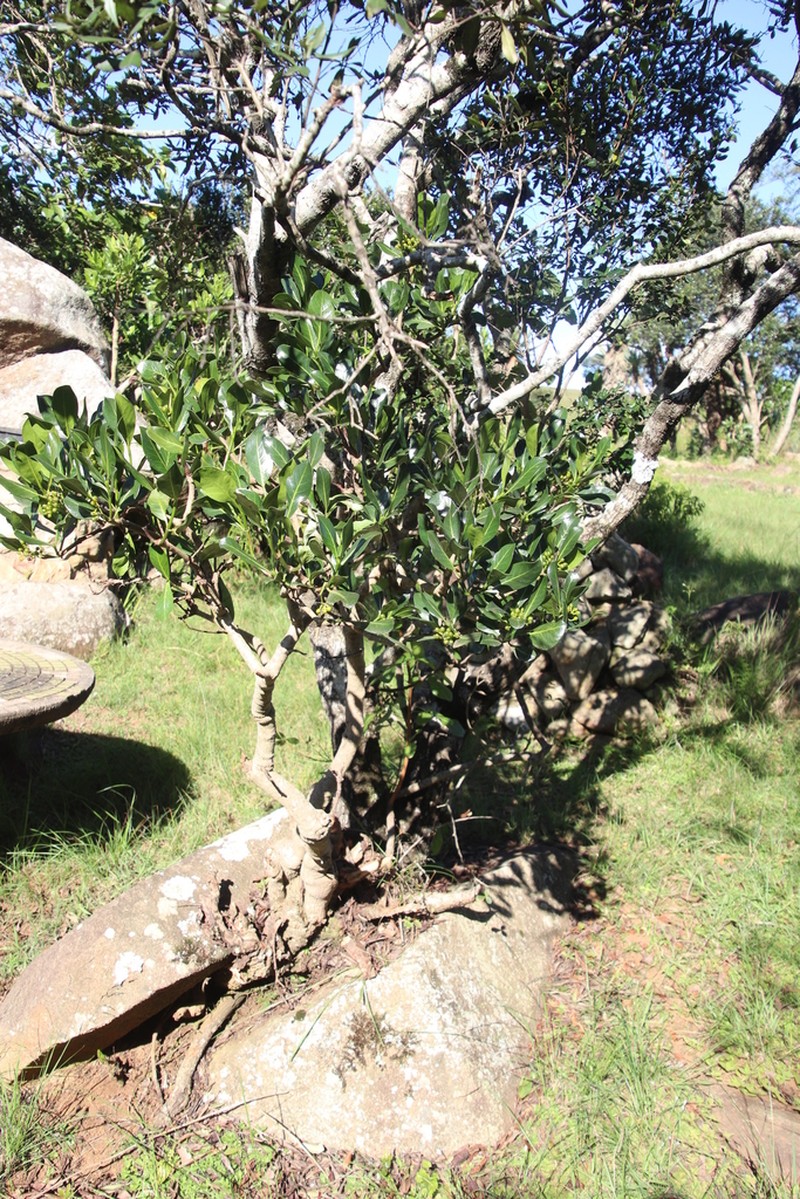Psychotria suber photo 4