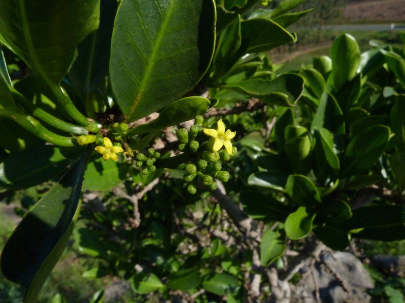 Psychotria suber photo 5