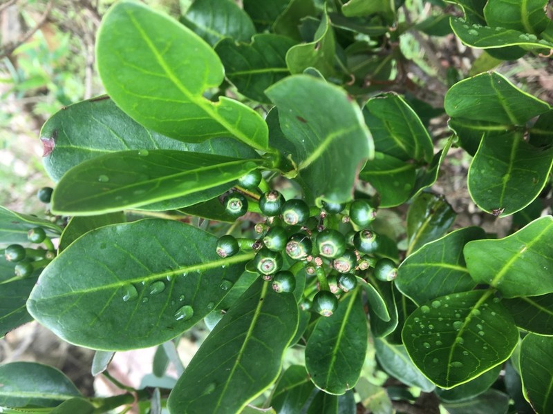 Psychotria suber photo 6